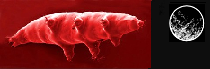 a tardigrade and the moon (not to scale)